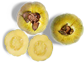 GARCINIA